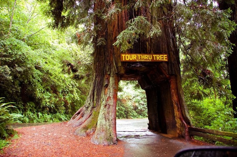 Klamath Tunnel Tree 1