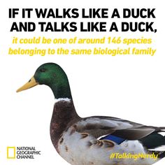 walks talks duck