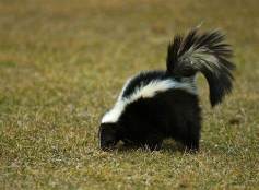 skunk 1
