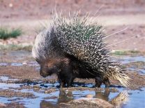 porcupine 1