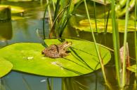 frog lilypad